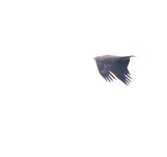 Haliaeetus