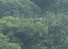 Haliaeetus