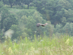 Haliaeetus