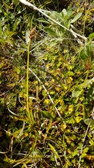 Carex edura