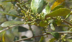 Ilex vomitoria image