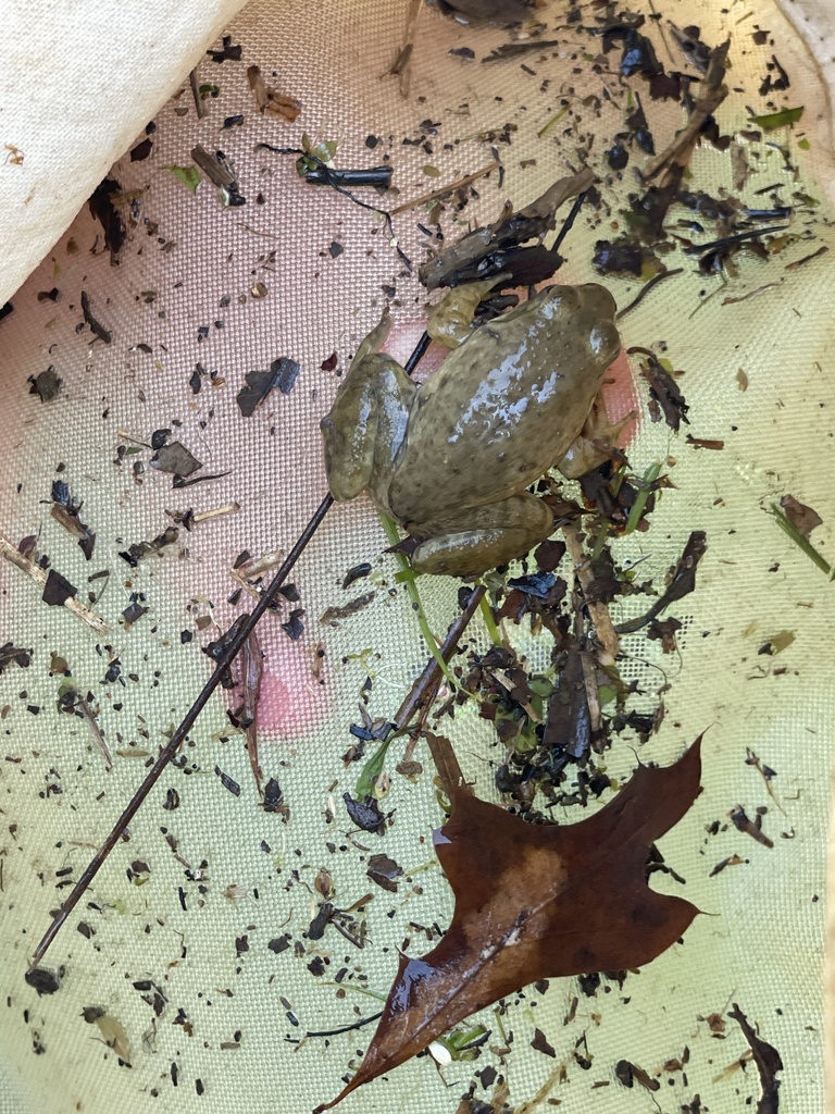 American Bullfrog from Meredith College, Raleigh, NC, US on September ...