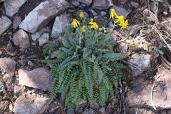 Packera millelobata
