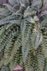Packera millelobata