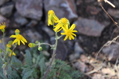 Packera millelobata