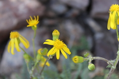 Packera millelobata