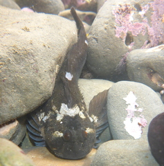 Clinocottus recalvus