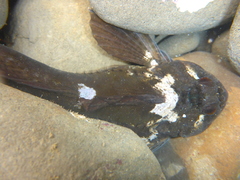 Clinocottus recalvus