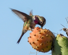 Beautiful Hummingbird photo 2