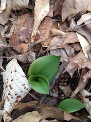 Galearis spectabilis