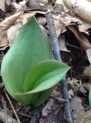 Galearis spectabilis