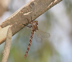Austroaeschna unicornis