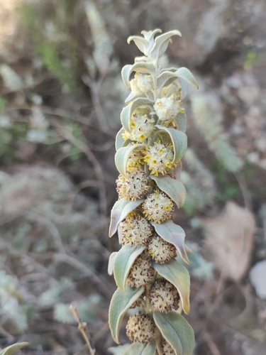 Buddleja perfoliata (Buddleja perfoliata)