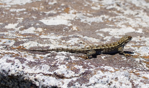 iNaturalist observation photo of Western Fence Lizard
