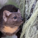 Pacific Marten - Photo (c) Blair Dudeck, some rights reserved (CC BY)