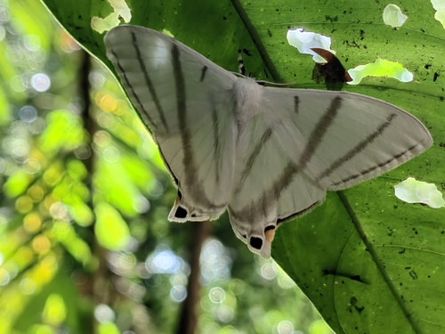 Therinia transversaria
