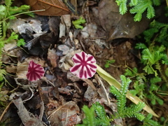 Marasmius tageticolor