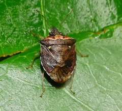 Carbula blanda