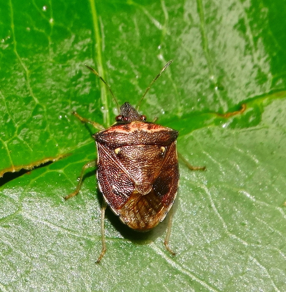 Carbula blanda