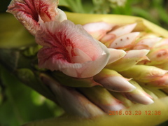 Alpinia shimadae