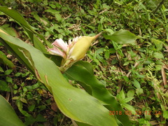 Alpinia shimadae