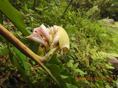 Alpinia shimadae