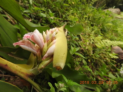 Alpinia shimadae