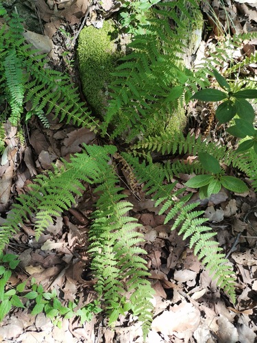 Woodsia mollis (Woodsia mollis)