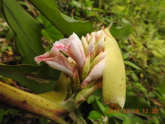 Alpinia shimadae