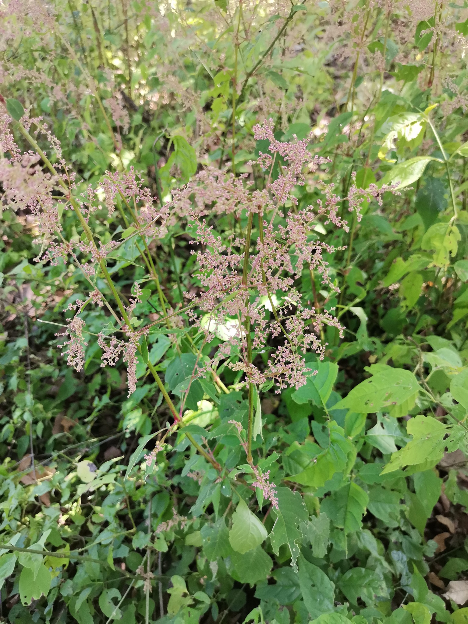 Iresine ajuscana