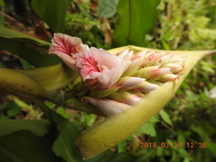 Alpinia shimadae