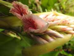Alpinia shimadae