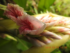 Alpinia shimadae