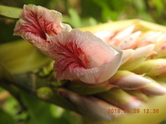 Alpinia shimadae