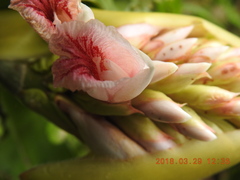 Alpinia shimadae