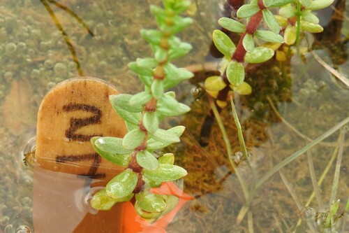 Hippuris tetraphylla iNat (2)