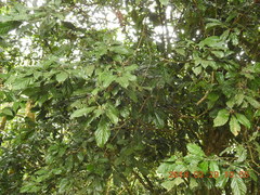 Lithocarpus corneus