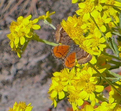Red-winged Wave Moth photo 3