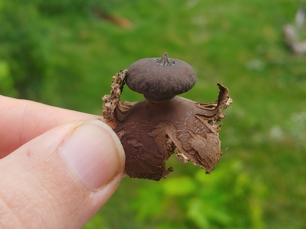 Geastrum sect. Hariotia