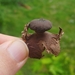 Geastrum Sect. Hariotia - Photo (c) Kurt Miller, some rights reserved (CC BY-NC), uploaded by Kurt Miller
