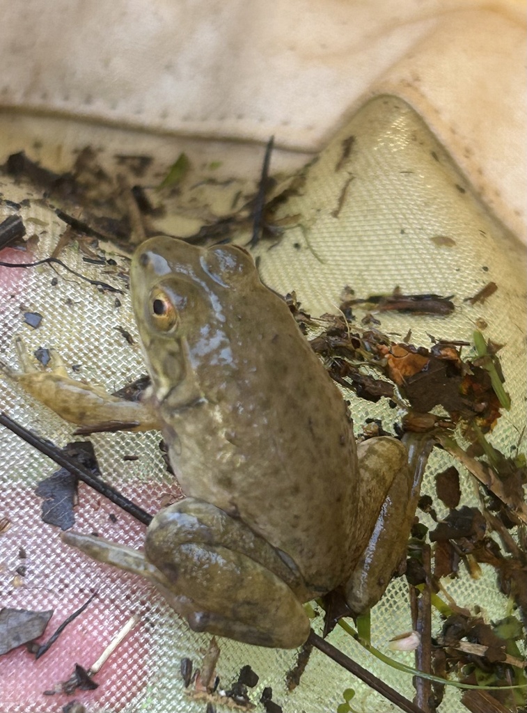 American Bullfrog from Meredith College, Raleigh, NC, US on September ...