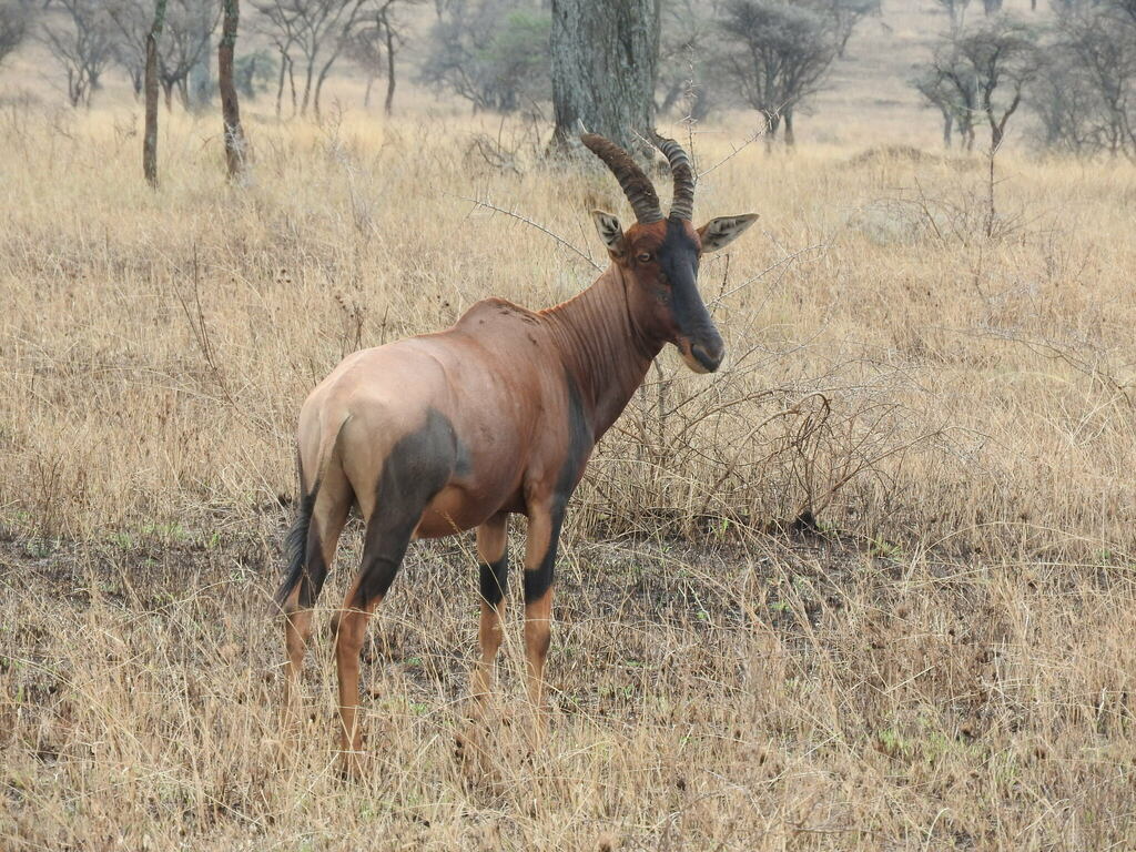 Damaliscus lunatus jimela, Serengeti, Tanzania, by bigredwombat
