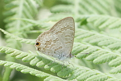 Catopyrops florinda