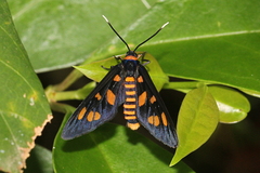 Amata chromatica