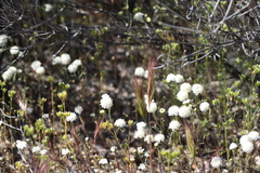 Chaenactis fremontii