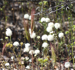 Chaenactis fremontii