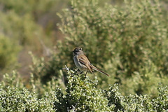 Artemisiospiza belli