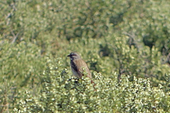 Artemisiospiza belli