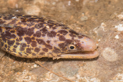 Gymnothorax pseudothyrsoideus