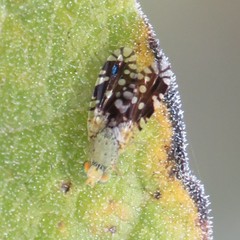 Euaresta bellula